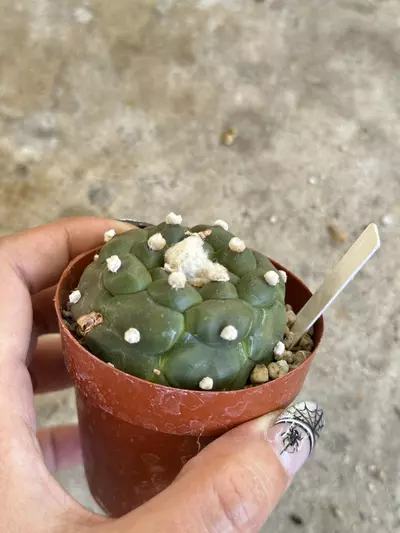 plant/Astrophytum Kikko flowering size-5-thumbnail