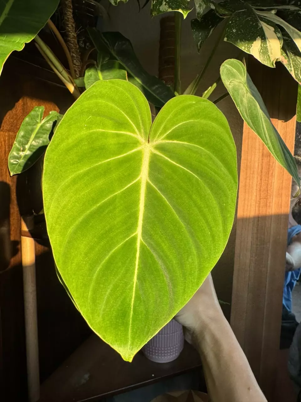 plant/Philodendron Gloriosum-0