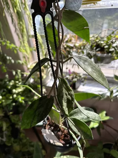 plant/Hoya rangsan splash-0-thumbnail