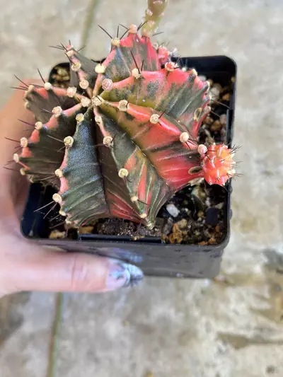 plant/Gymnocalycium variegated-1-thumbnail