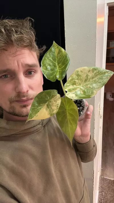 plant/Aurea/Gold/Pink  Wentii Alocasia-1-thumbnail