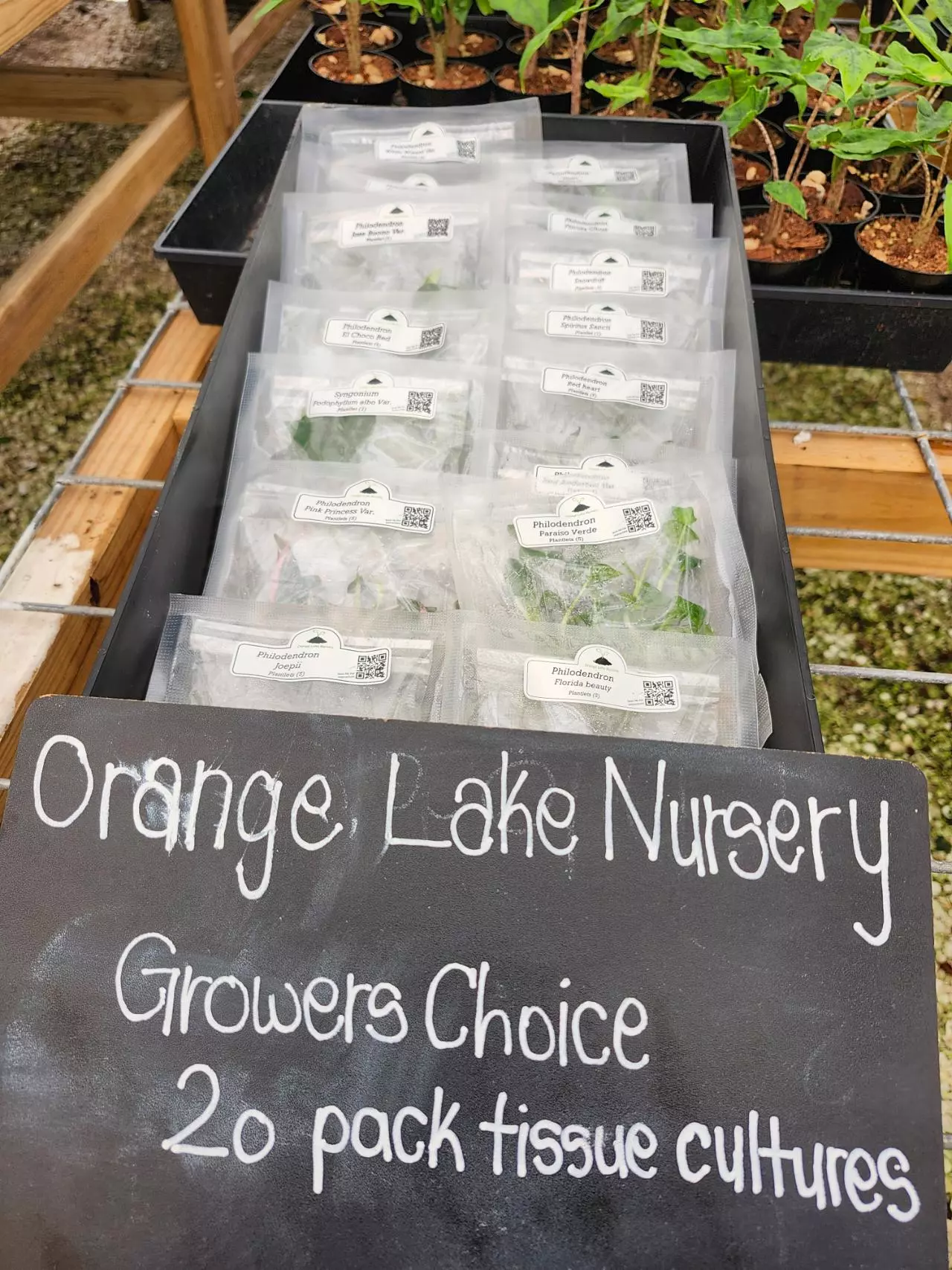 plant/Grower’s Choice 20-Pack of Tissue Culture.-0