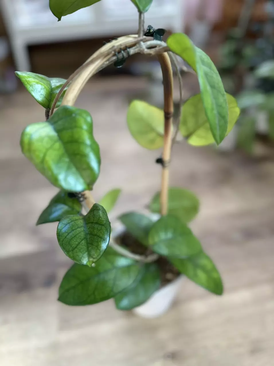 plant/Hoya fungii-3