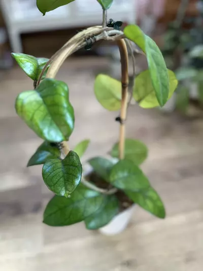 plant/Hoya fungii-3-thumbnail