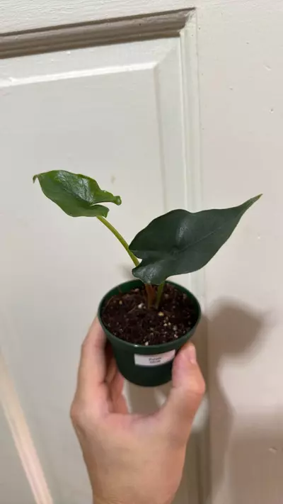 plant/Alocasia Purple Cloak-0-thumbnail