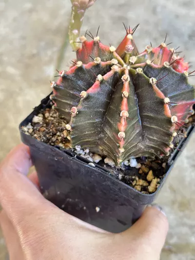 plant/Gymnocalycium variegated-3-thumbnail