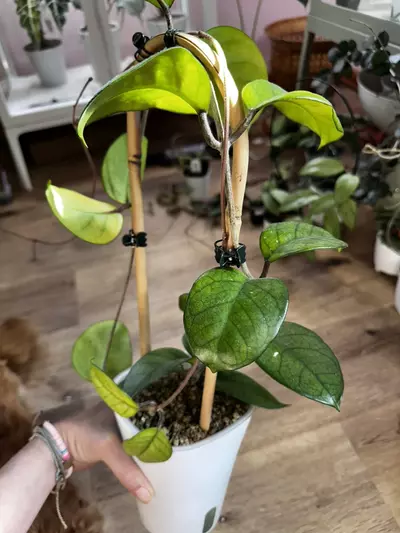 plant/Hoya fungii-1-thumbnail