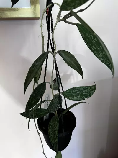 plant/Hoya rangsan splash-2-thumbnail