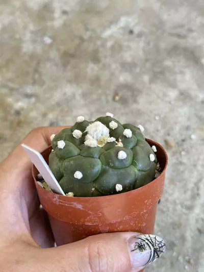 plant/Astrophytum Kikko flowering size-4-thumbnail