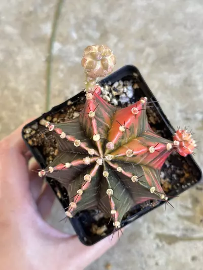 plant/Gymnocalycium variegated-0-thumbnail