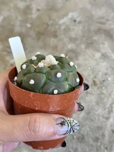 plant/Astrophytum Kikko flowering size-3-thumbnail