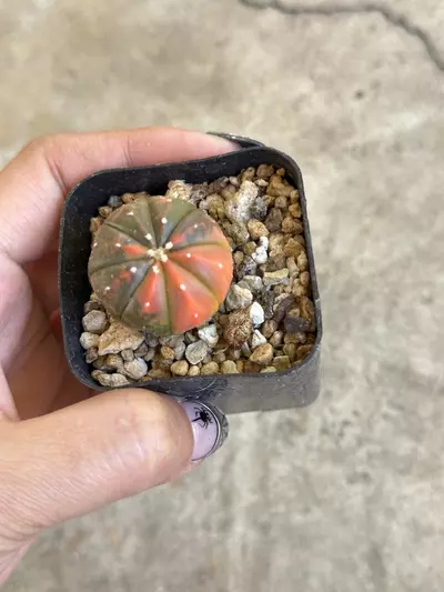 plant/Astrophytum variegated orange color-2-thumbnail