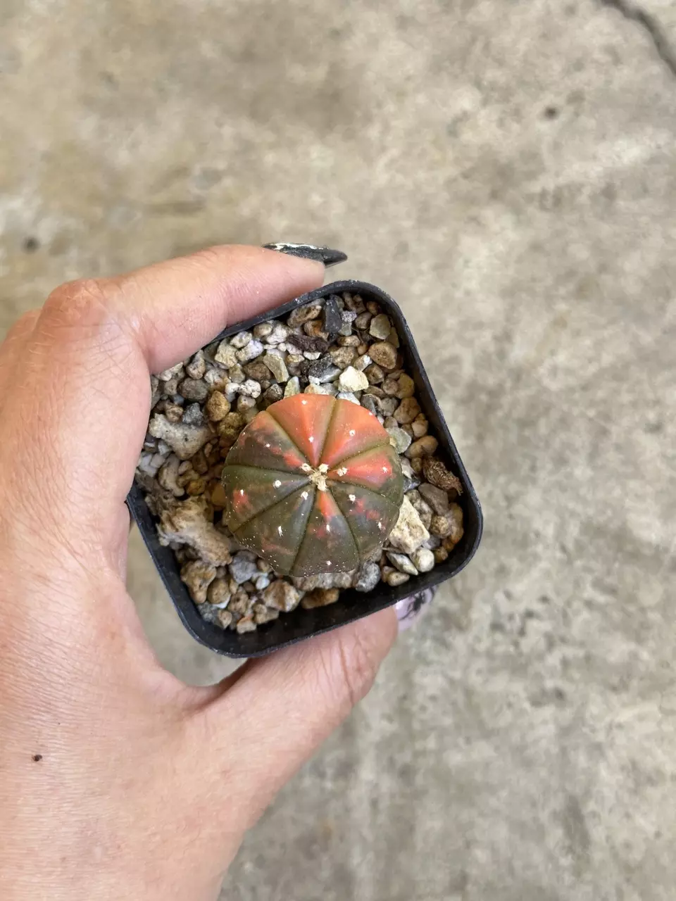 plant/Astrophytum variegated orange color-0
