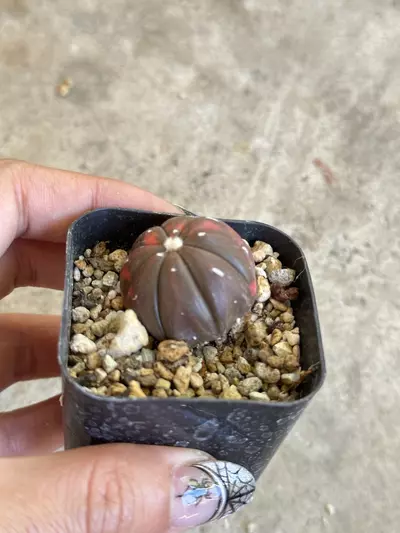 plant/Astrophytum variegated red color-1-thumbnail