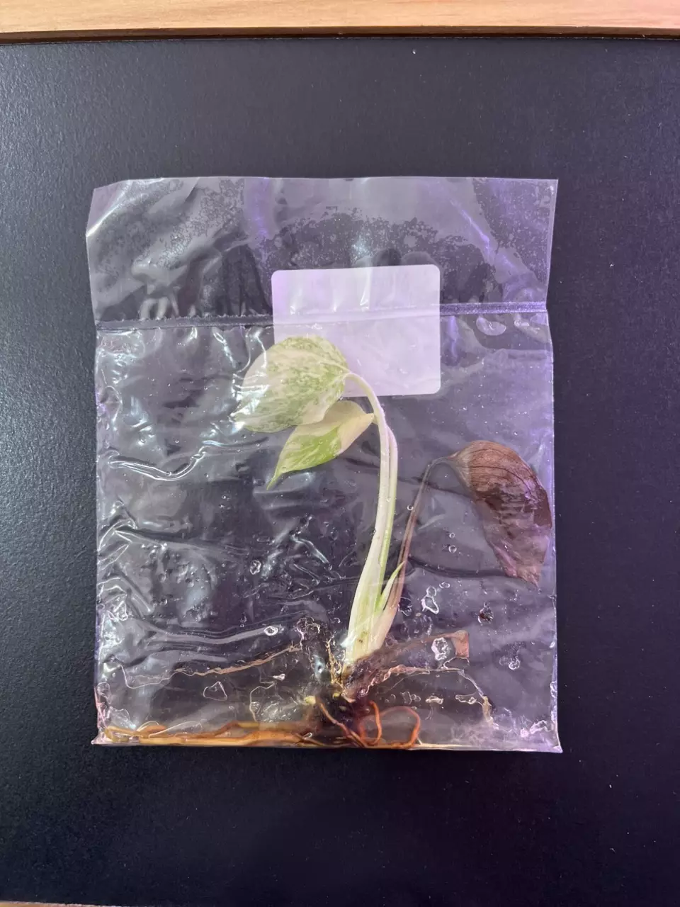 plant/Monstera creme brûlée TC-1