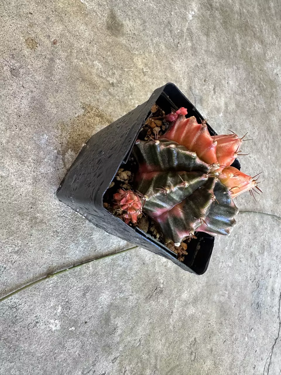 plant/Gymnocalycium Var-4
