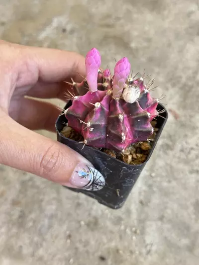 plant/Gymnocalycium Variegated “Pink Diamond”-2-thumbnail