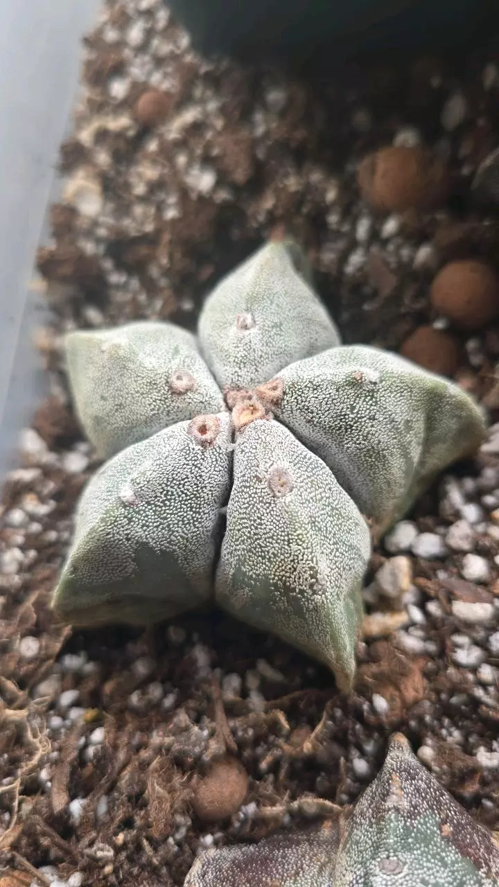 plant/Astrophytum myriostigma 2.5 inch #2-0