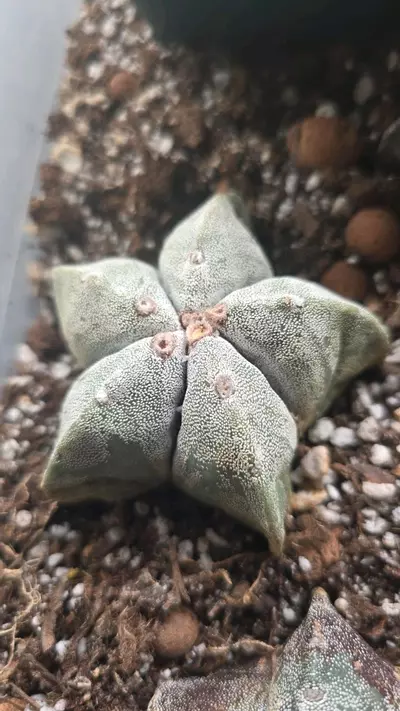 plant/Astrophytum myriostigma 2.5 inch #2-0-thumbnail