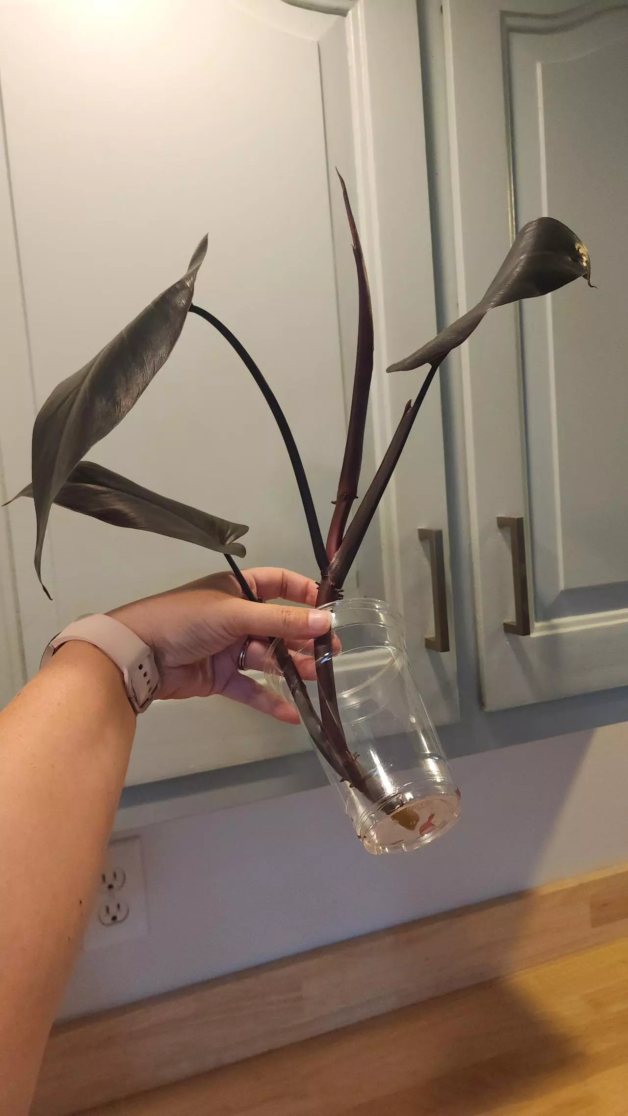 plant/Philo Majesty Top Cutting-1