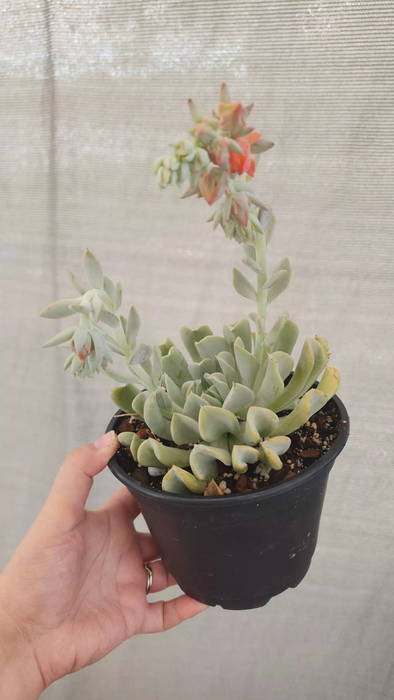 plant/Echeveria blue-1