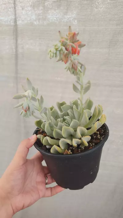 plant/Echeveria blue-1-thumbnail