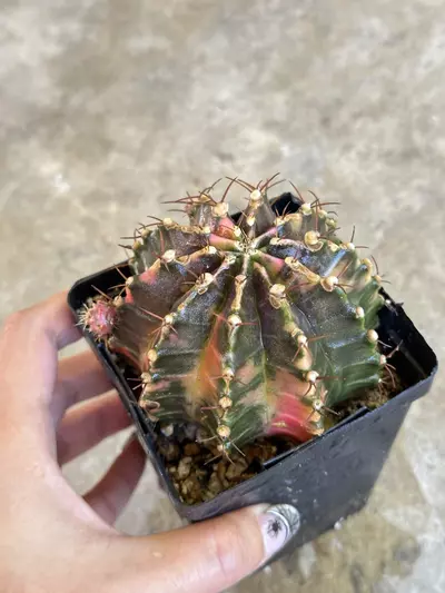 plant/Gymnocalycium variegated-3-thumbnail