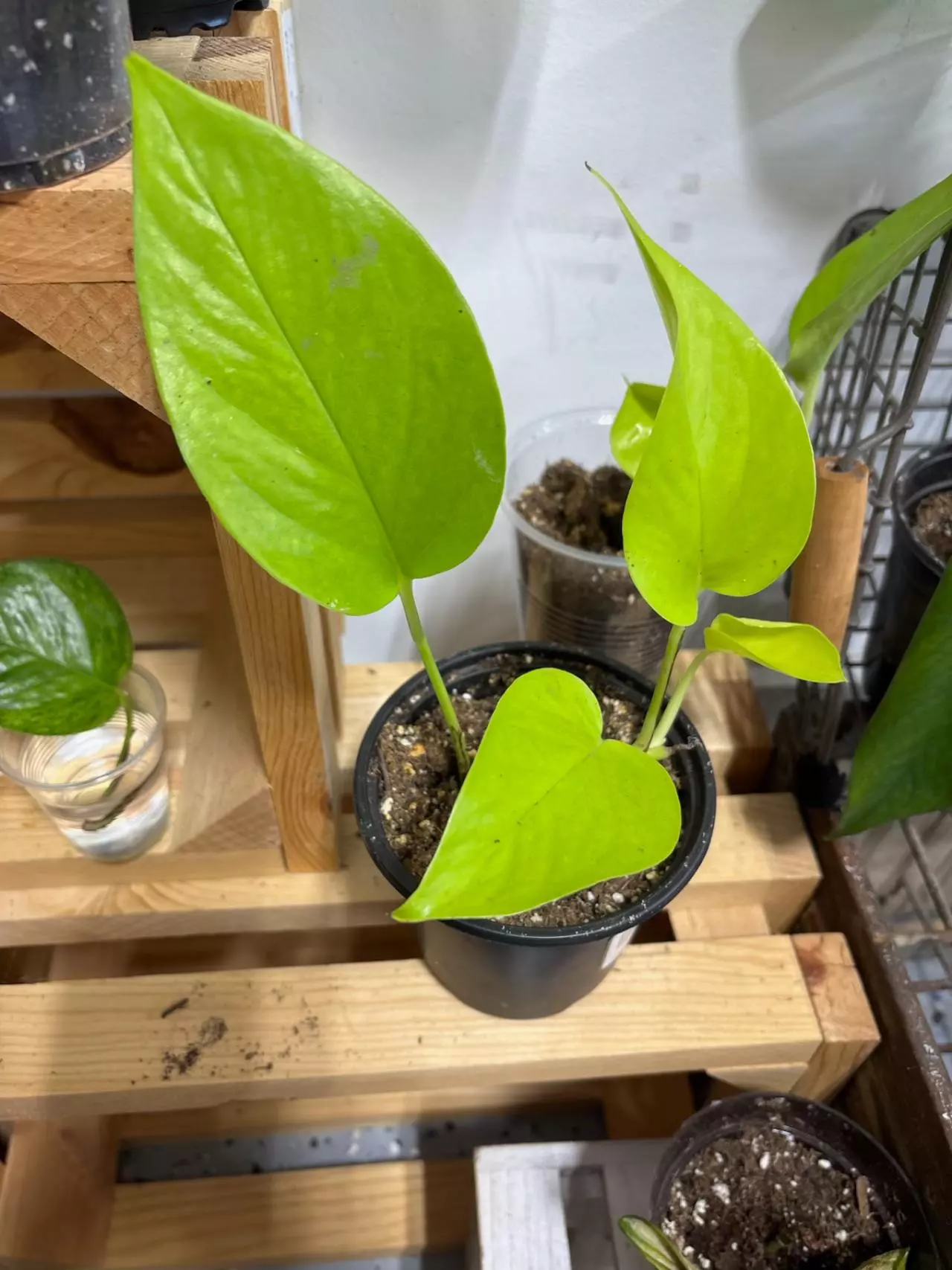 plant/105 neon pothos-0