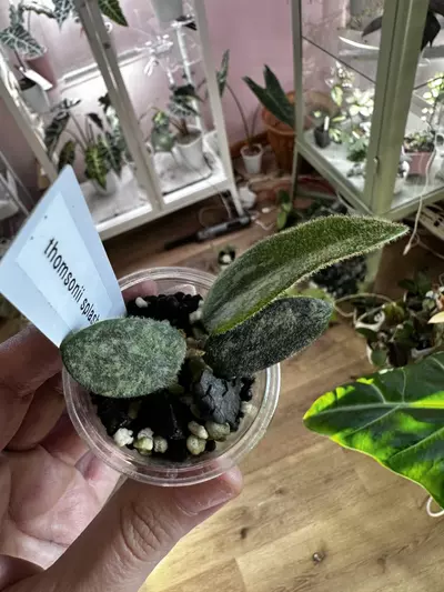 plant/Hoya thompsonii splash-0-thumbnail