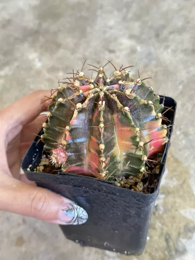 plant/Gymnocalycium variegated-2-thumbnail