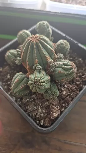 plant/euphorbia obesa cluster hybrid 2 inch main-1