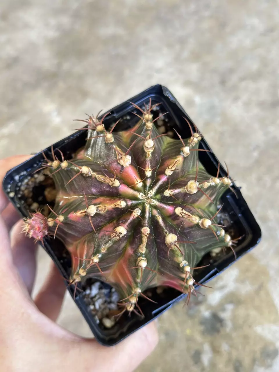 plant/Gymnocalycium variegated-0