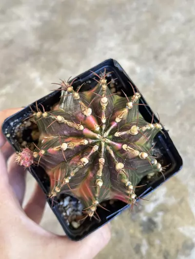 plant/Gymnocalycium variegated-0-thumbnail