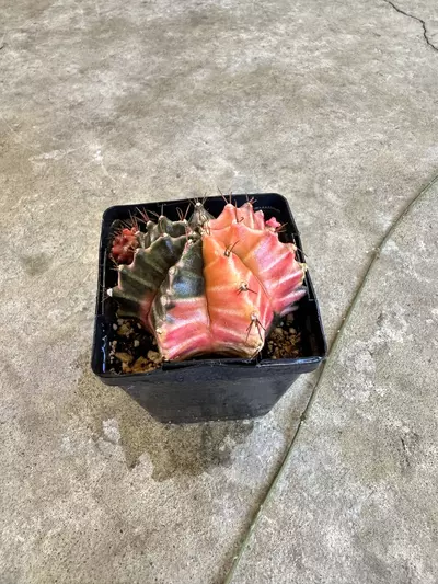 plant/Gymnocalycium Var-2-thumbnail