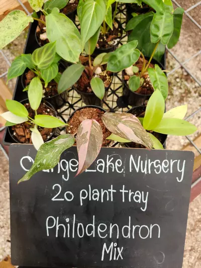 plant/Grower’s Choice 20-Pack of Philodendrons-0-thumbnail