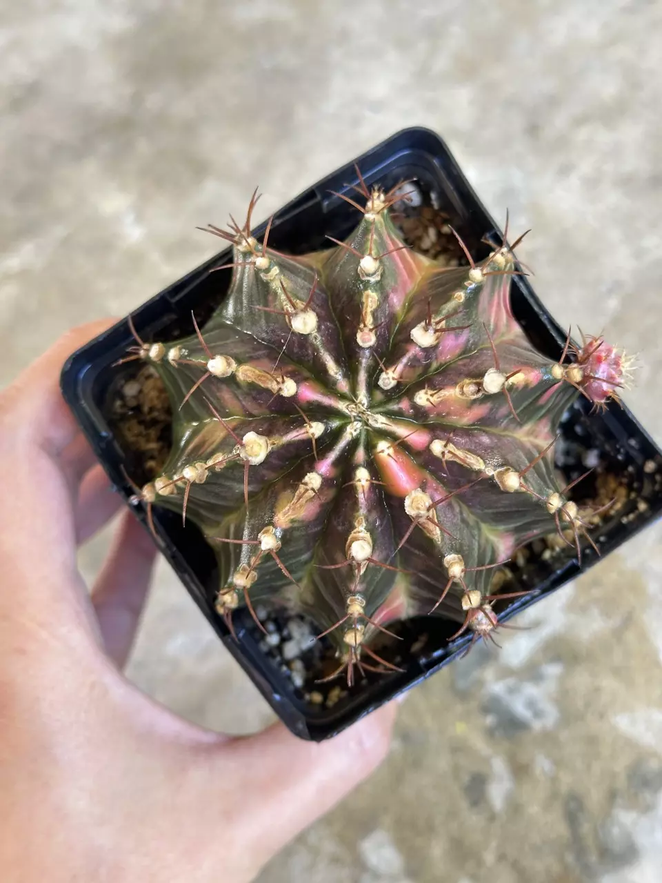 plant/Gymnocalycium variegated-1