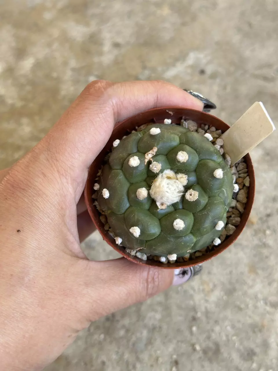 plant/Astrophytum Kikko flowering size-1