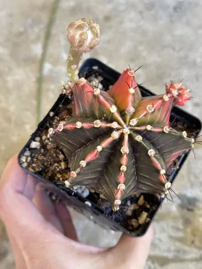 plant/Gymnocalycium variegated-2-thumbnail