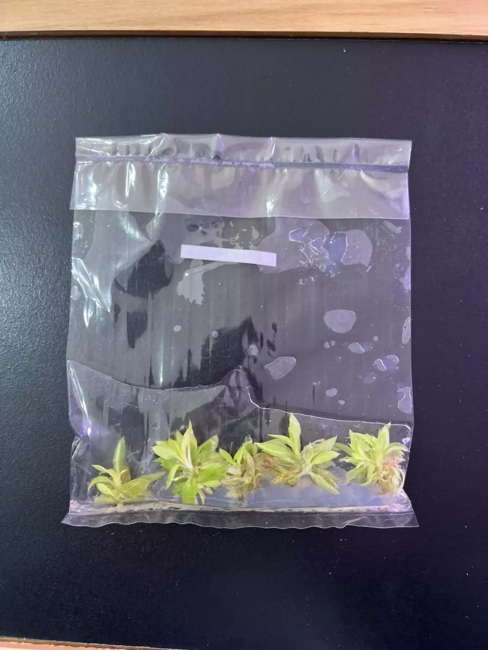 plant/Philodendron Golden Crocodile 5-pack TC-1