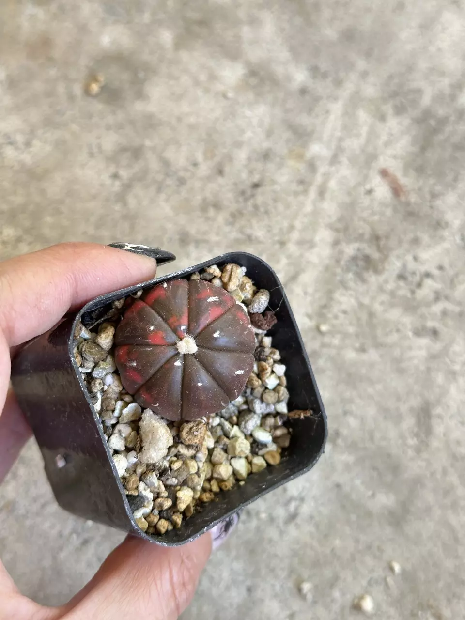 plant/Astrophytum variegated red color-0