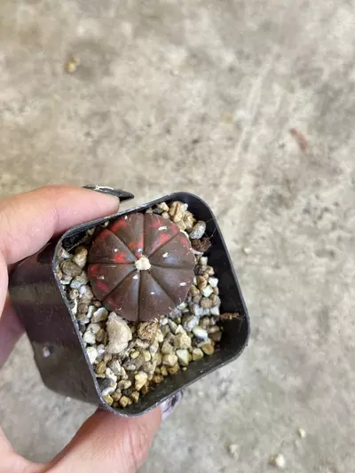plant/Astrophytum variegated red color-0-thumbnail