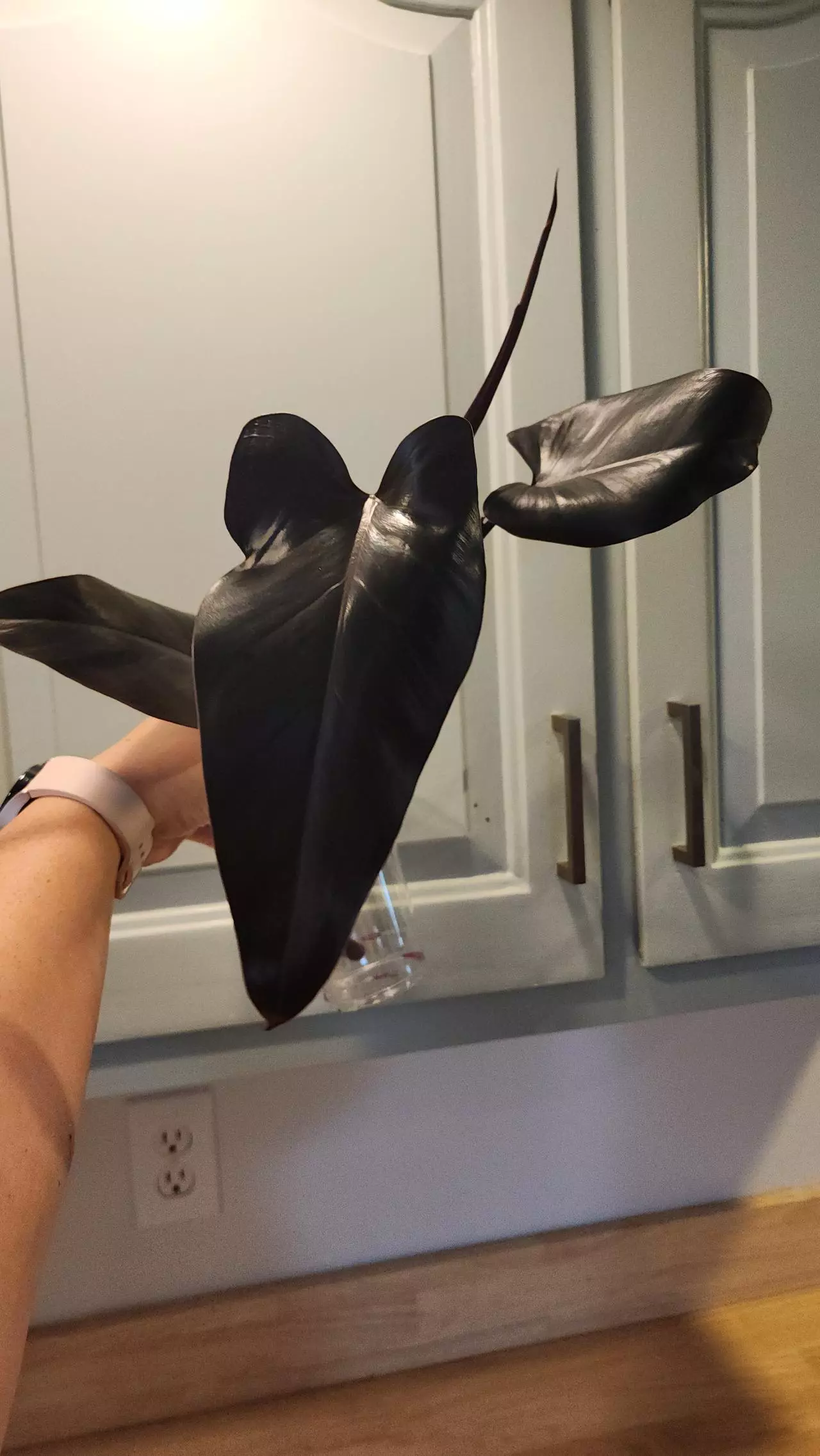 plant/Philo Majesty Top Cutting-0