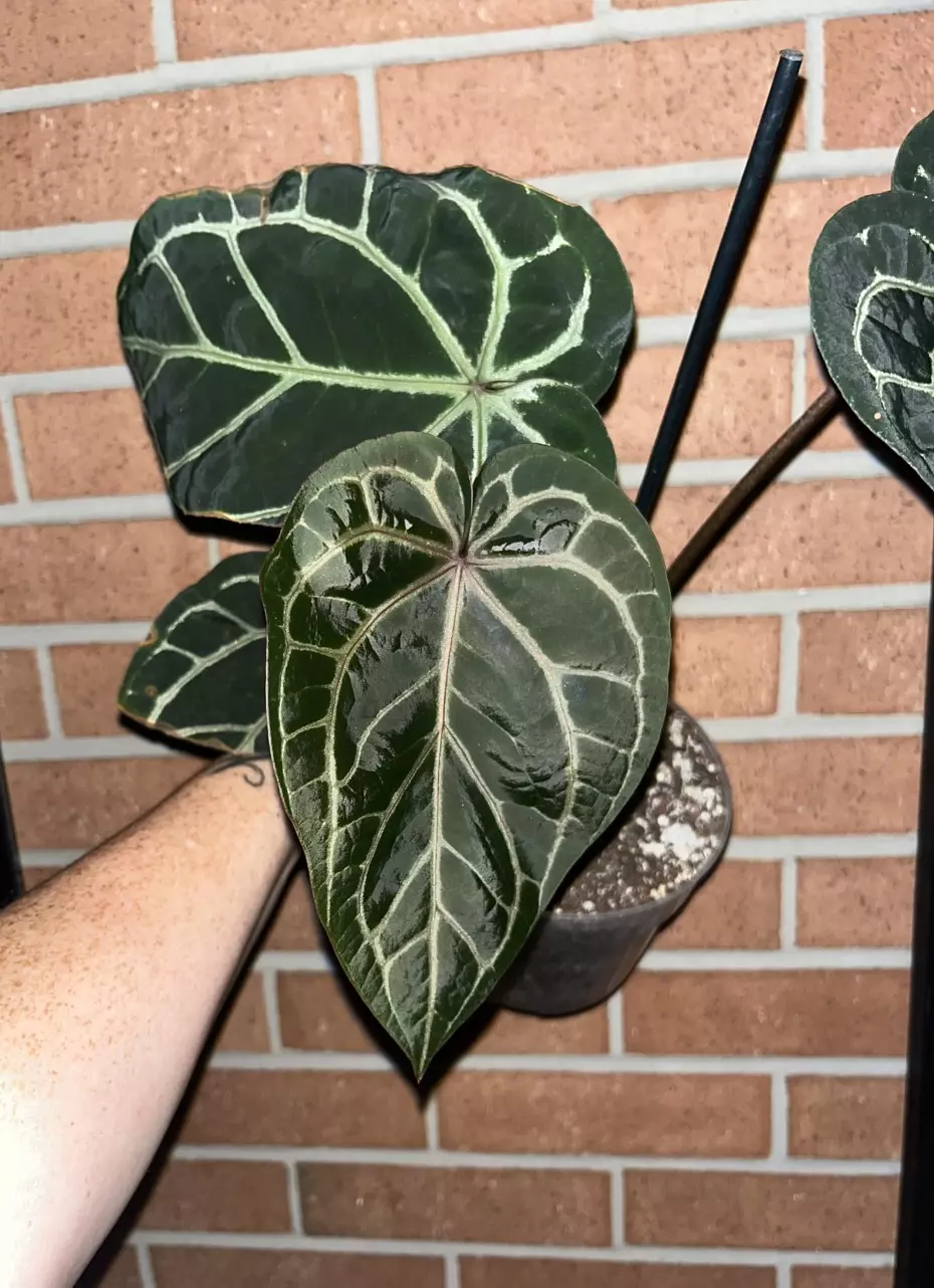 plant/Anthurium Zara x Red Crystal-0