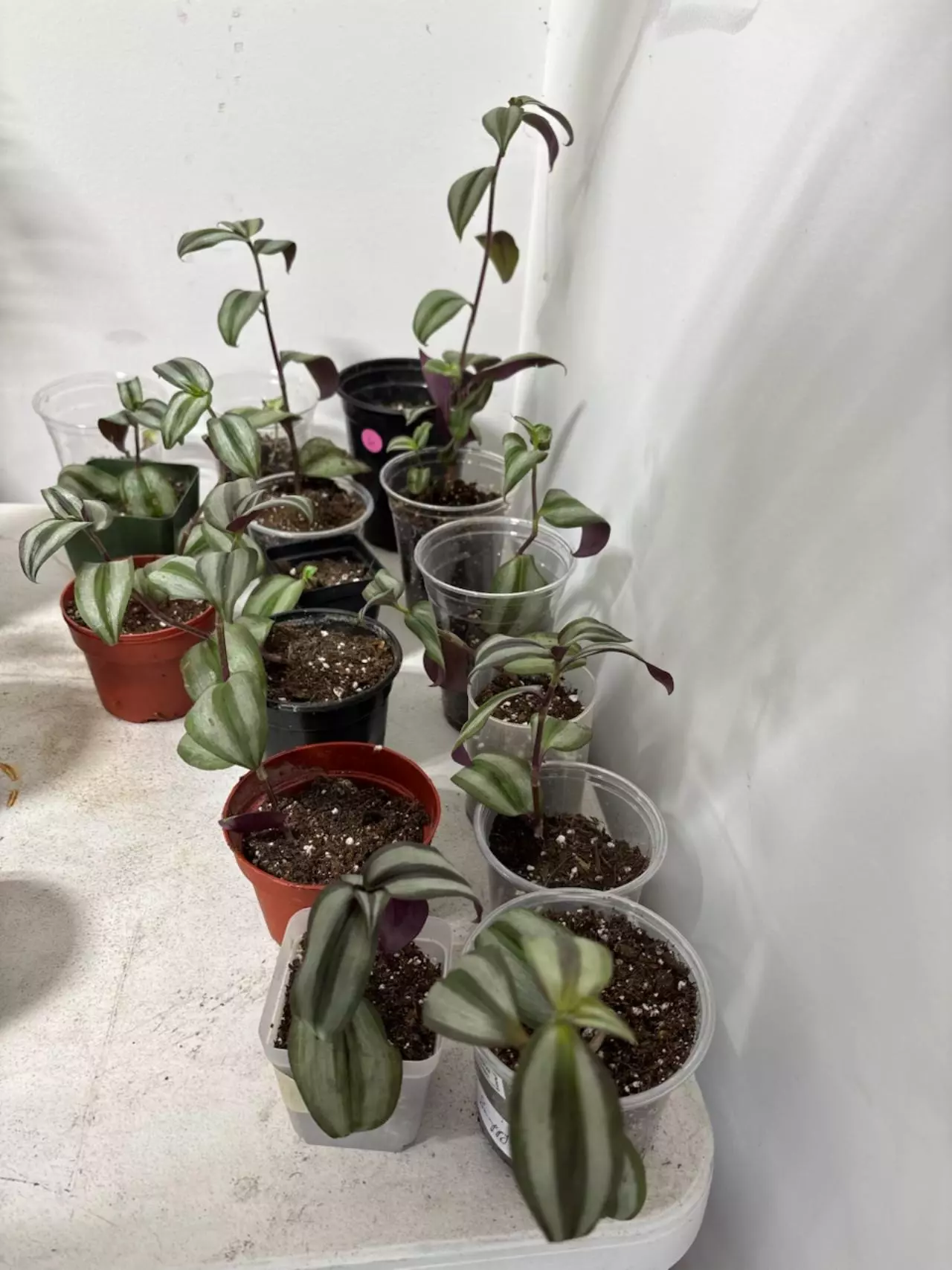 plant/104 Wandering jew starts-1