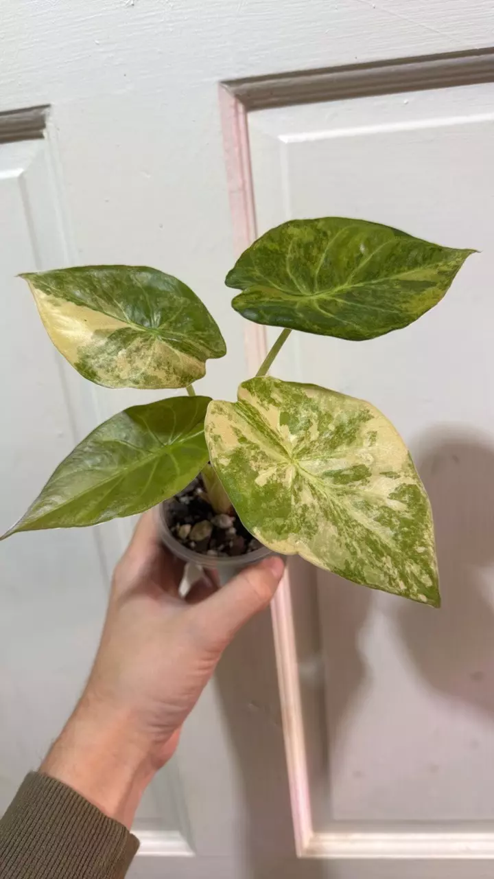 plant/Aurea/Gold/Pink  Wentii Alocasia-0