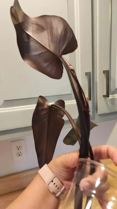 plant/Philo Majesty Top Cutting-3-thumbnail