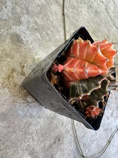 plant/Gymnocalycium Var-3-thumbnail