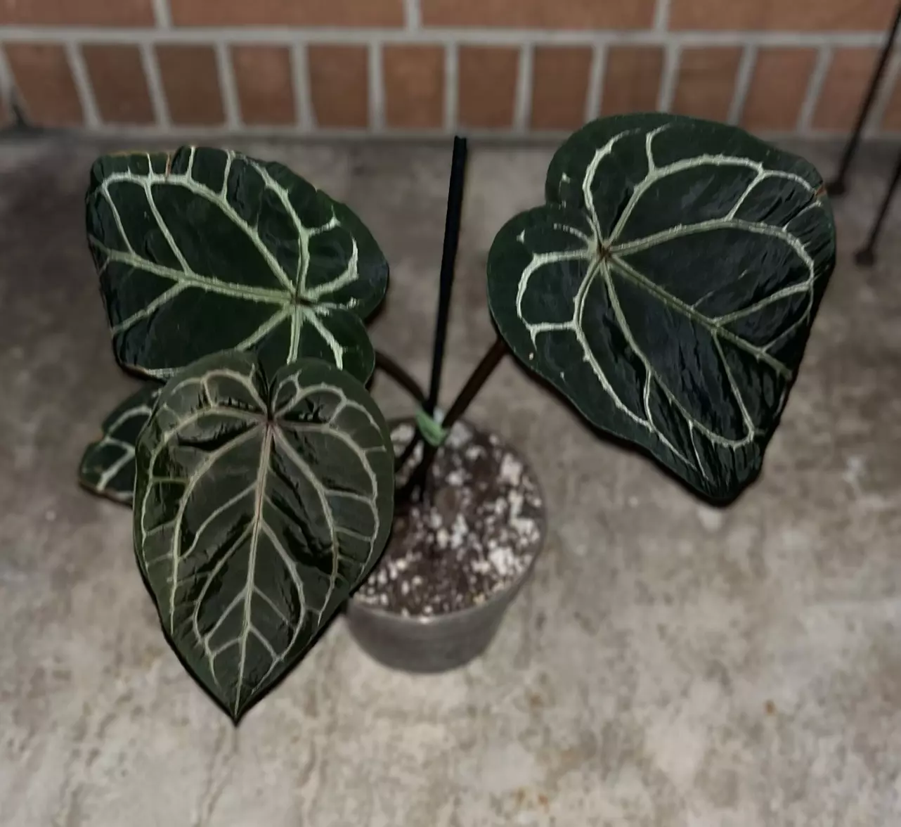plant/Anthurium Zara x Red Crystal-1