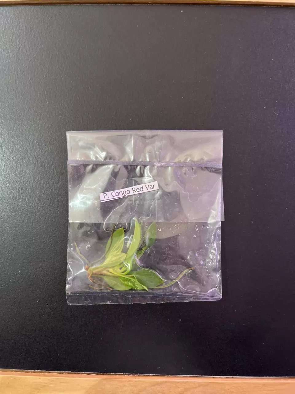 plant/Philodendron Red Congo Variegated TC-0