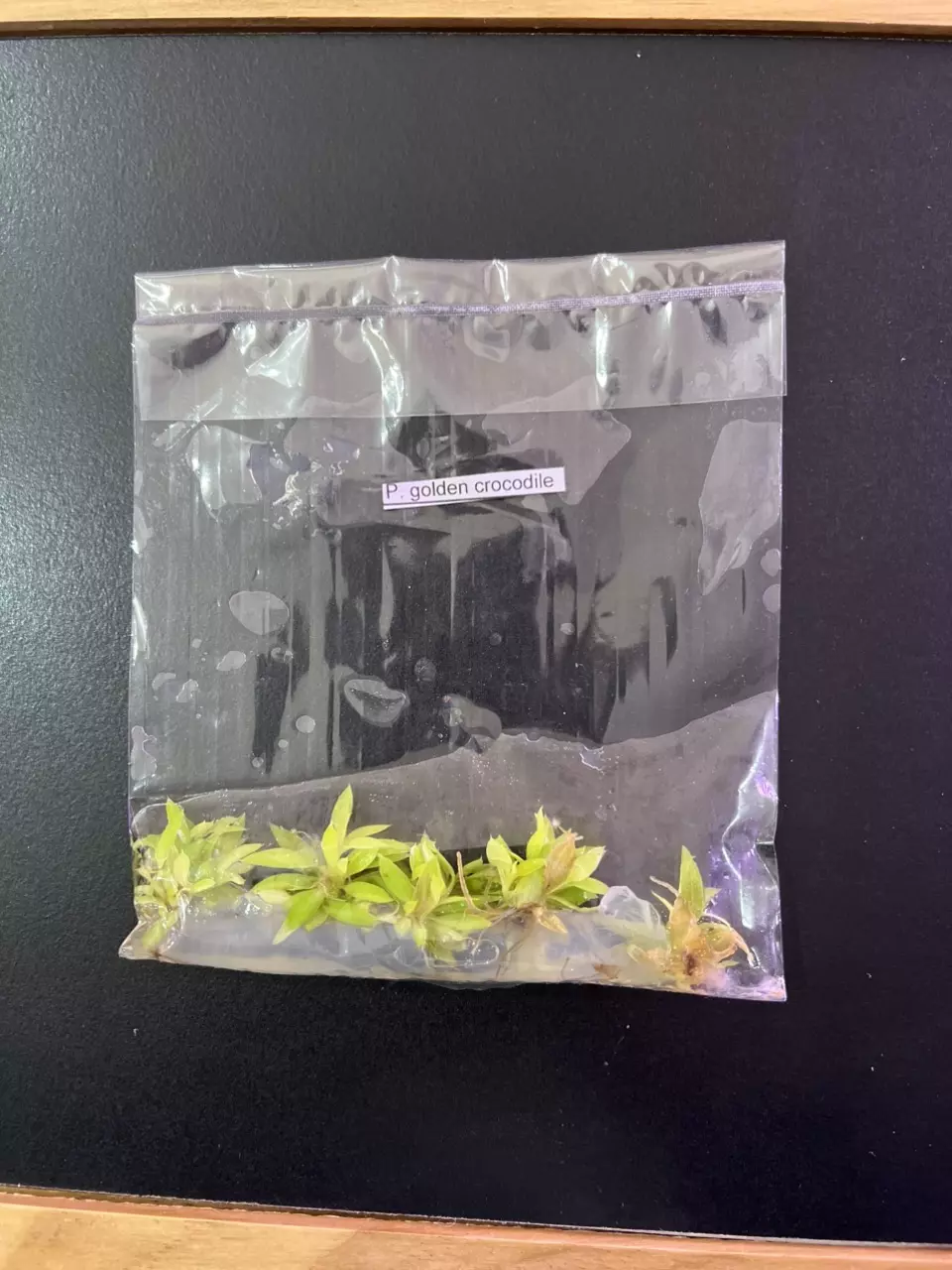 plant/Philodendron Golden Crocodile 5-pack TC-0